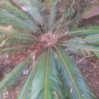 سیکاس فروشی