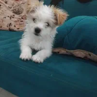 توله سگ پامر ۴ماهه