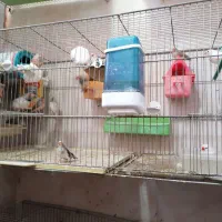 فنچ عمده|پرنده|شاهین‌شهر, مخابرات (شهید بهشتی)|دیوار