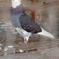 کبوتر پرشی اخرت نصل