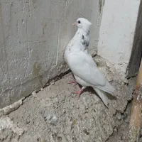 کبوتر طوقی|پرنده|کرج, خرمدشت|دیوار