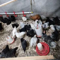 نیمچه مرغ پاپر گردن لخت75 روزه