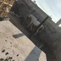 فروشی هست نریان یک شکل سفید یک دست|اسب و تجهیزات اسبسواری|میناب, |دیوار