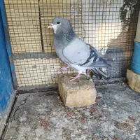 کبوتر دمگیر