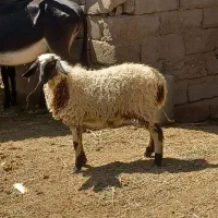 کاور دوقلویی فروشی