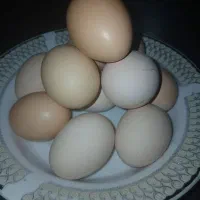 تخم مرغ خانگی|خوردنی و آشامیدنی|تربتحیدریه, منظر|دیوار