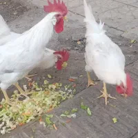 خروس بومی|حیوانات مزرعه|خمینی‌شهر, |دیوار