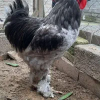 تخم نطفه دار برهما یا امپراطور|حیوانات مزرعه|آمل, |دیوار