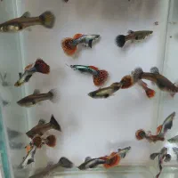 فروش ماهی گوپی|ماهی|اصفهان, شیخ اشراق|دیوار