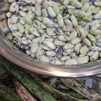 خانگی ارگانیک|خوردنی و آشامیدنی|رشت, دیلمان|دیوار