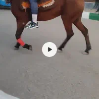 اسب مادیان جوان|اسب و تجهیزات اسبسواری|نظرآباد, نجم آباد|دیوار
