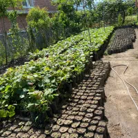 فروش کیوی خونی سبز طلایی درجه یک پایه خیاری|خدمات باغبانی و درختکاری|رضوانشهر, |دیوار