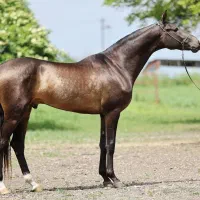 نیازمند کارگر اسب