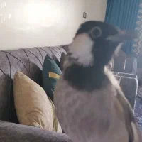 قناری گمشده