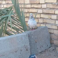 سینه کوهی درسوسنگرد