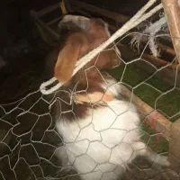 ۳عدد بزغاله واسه پروار حرف ندارن