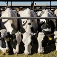 کارگرگاوداری