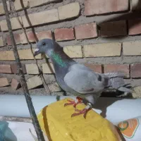 کبوتر فیلی|پرنده|مینودشت, |دیوار