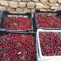 گیلاس فقط وفقط 130