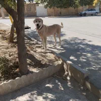 توله ۱۵ ماهه