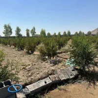 باغ-انار-با-سند-و-دیوارکشی