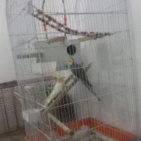 یک جفت عروس هلندی به همراه کلیه وسایل