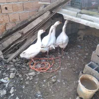 غوغاز دورگه