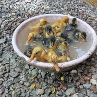 فروش جوجه اردک