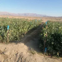 فروش نهال پسته