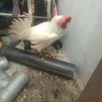 خروس سفیدگوشتی
