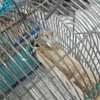 سهره دورگ|پرنده|شیراز, گلشن|دیوار