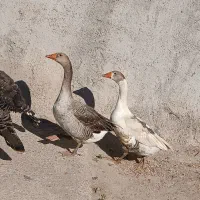 دو‌عدد‌قاز‌ نر