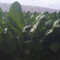 سبزی ذلق یا اسفناج