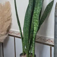 گل وگیاه سانسوریا پوست ماری