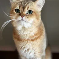 جفت گیری بیریتیش نر