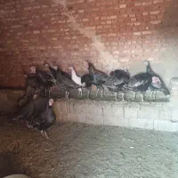 فروش بوقلمون