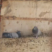 پلاکی  و پرشی|پرنده|مبارکه, |دیوار