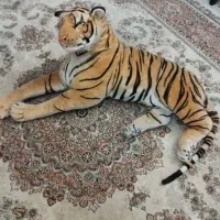 ببر جنس خارجی