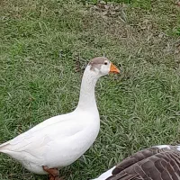 غاز سالم|حیوانات مزرعه|سنگر, |دیوار