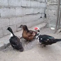 اردک محلی باغی