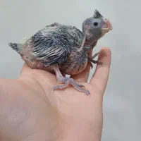 جوجه عروس هلندی