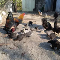 اردک ها و جوجه ها و خروس و مرغ ها|حیوانات مزرعه|چالوس, |دیوار