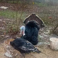 بوقلمو سالم یدونه نر دوتا ماده