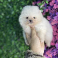 فروش پامرانین واکسینه با ضمانت|سگ|کرج, کوی امامیه|دیوار