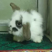 بچه خرگوش لوپ بفروش میرسد|موش و خرگوش|علیآباد کتول, |دیوار