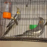 عروس هلندی|پرنده|تربت جام, معدآباد|دیوار