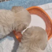 واگذاری سگ اشپیتز|سگ|جم, |دیوار