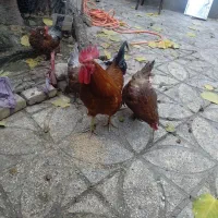 مرغ و خروس رسمی تخم گزار فروش فوری|حیوانات مزرعه|قرچک, داوود آباد|دیوار