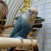 کوتوله برزیلی رنگ پاستیلی