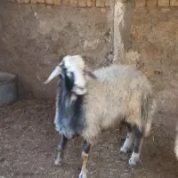 بره قوچی|حیوانات مزرعه|زنده رود, |دیوار